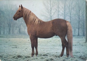 horse_husar_tnsk-_2big.jpg