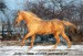 Horse_Atlanta_Kinsk-_2big