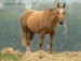 Horse_Ester_Kinsk-_2big