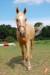 Horse_Hedy-big