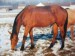 Horse_Janeta_Kinsk-_3big