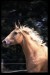 Horse_Marion_Kinsk-big