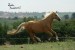 Horse_Mitra_Kinsk-big