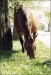 Horse_Osika-_2big