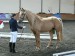 Horse_Porta_Kinsk-big