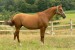 Horse_Pomn283nka-big
