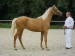 Horse_Rachel_Kinsk-_2big