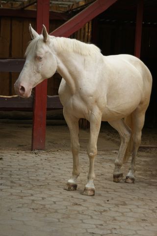 Blue Eyed Dancer