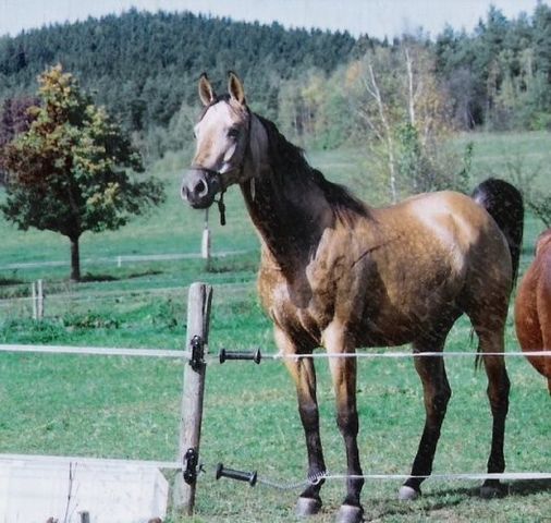 Horse_Nastasa_Kinsk-_2big