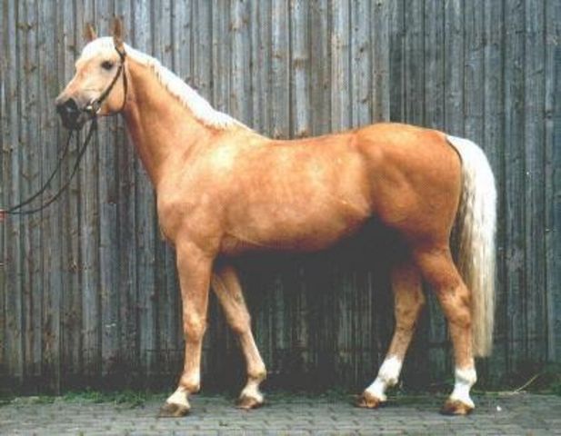 Horse_Nuget-big (1)