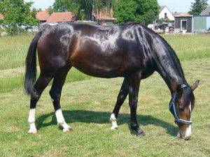 Horse_Amlka