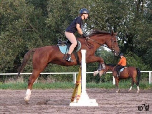 Horse_Coala-big