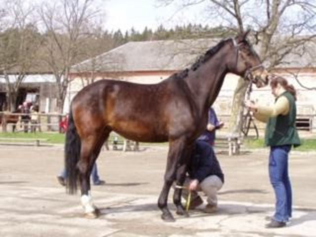 Horse_Almira-big