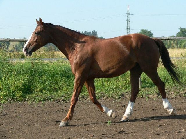 Horse_Jackie-big