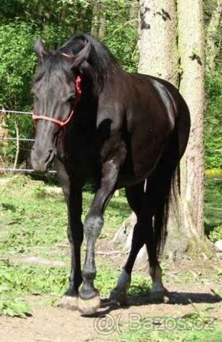Horse_Lea-_2big