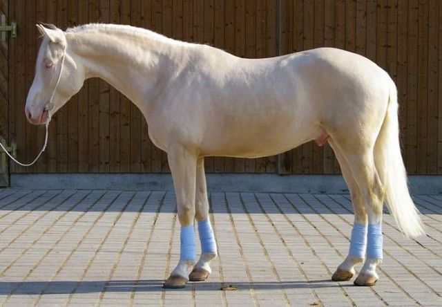 Horse_Neon-_2big
