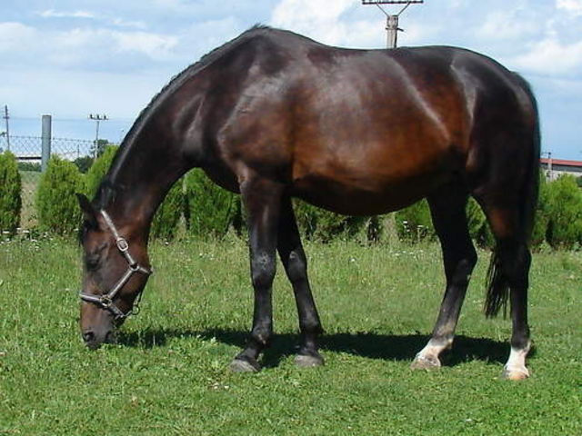 Horse_Rebeka-_3big