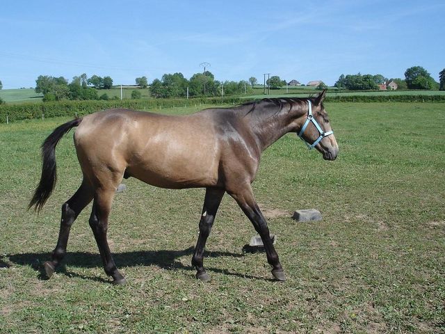 Horse_Aggeus-_3big