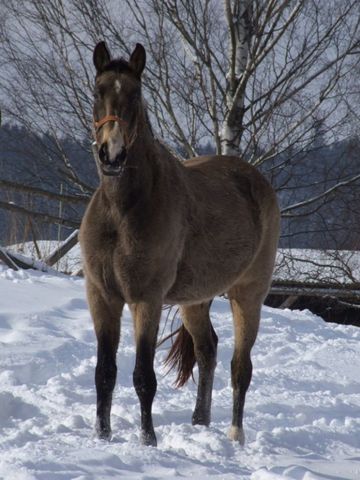 Horse_Tajga-big