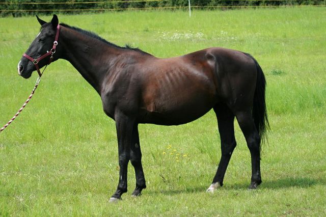 Horse_Tanga-_3big