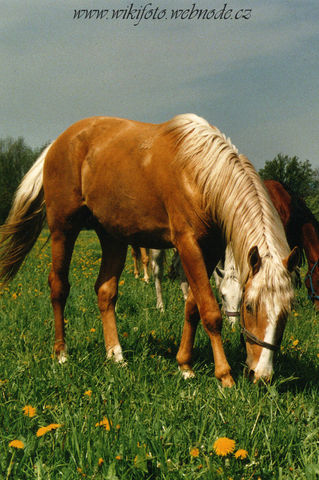Horse_Hak-big