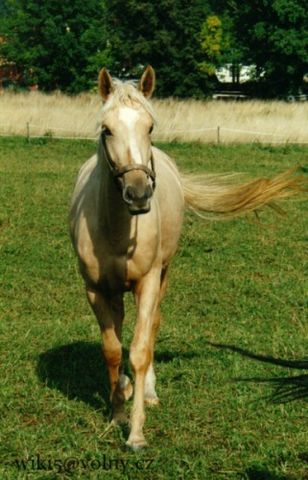 Horse_Hessy-big