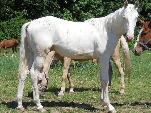 Horse_Jantar-big