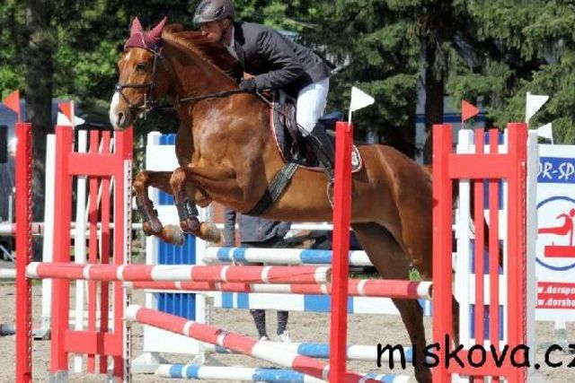 Horse_Allotrie-big