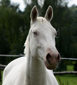 horse_jenny-_2big.jpg