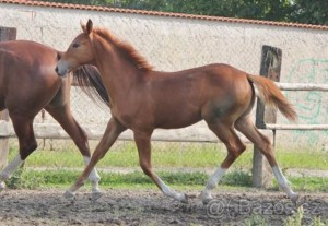 horse_paris_-_m-_2big.jpg