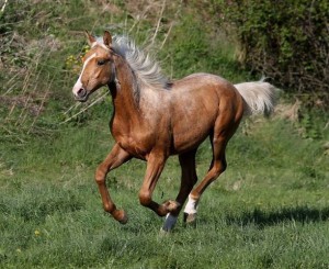 horse_toblerone_kinsk-_2big.jpg