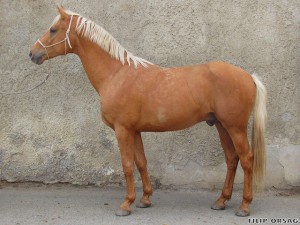 horse_fenomn_kinsk-big.jpg