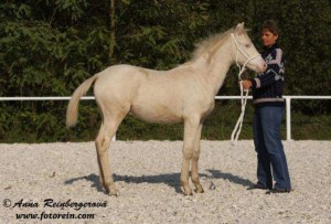 horse_avalon_kinsk-_2big.jpg