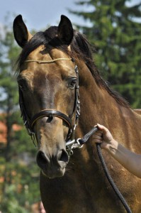 horse_sarkon_kinsky-big.jpg