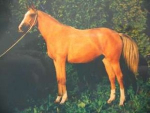 horse_joa_kinsk-big.jpg