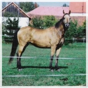 horse_nastasa_kinsk-_3big.jpg