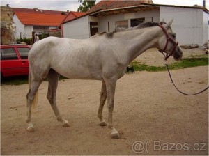 obrazek1.jpg