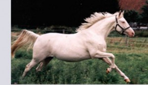 horse_hillary-big.jpg