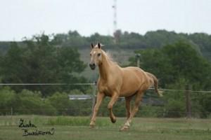 horse_atlanta_kinsk-big.jpg