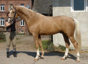 horse_royal_gold-big.jpg