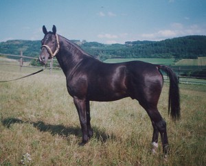 horse_almhirt_chlumeck-_2big.jpg