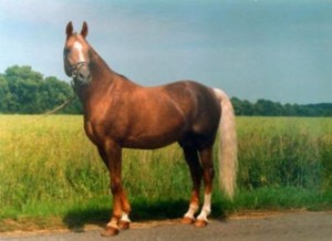 horse_333_almhirt_tynsky-_3big.jpg