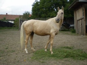 horse_noblesa-big.jpg