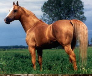 horse_burbon-_2big.jpg