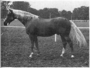 horse_not345.jpg