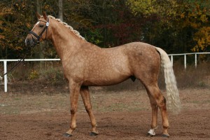 horse_nicolas_kinsky-big.jpg