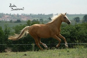 horse_mitra_kinsk-big.jpg
