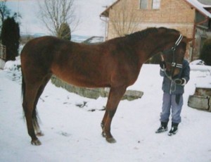 horse_etina-big.jpg