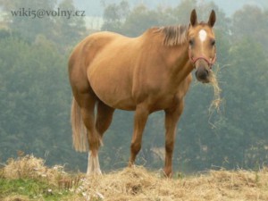 horse_ester_kinsk-_2big.jpg