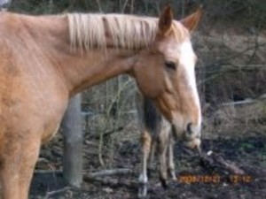 horse_sna-big.jpg